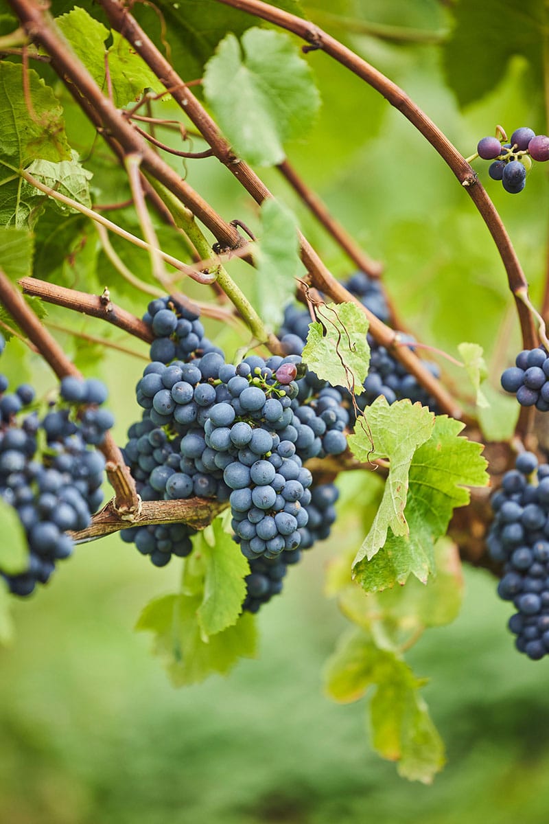 Devon_Vineyard_Grapes_Vines
