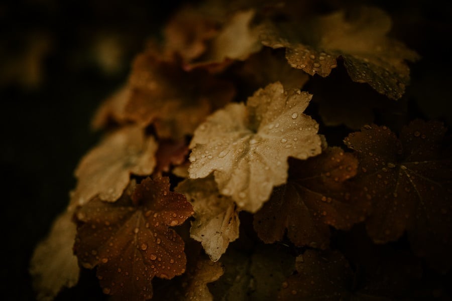 7b-Autumn-Leaves-Wedding