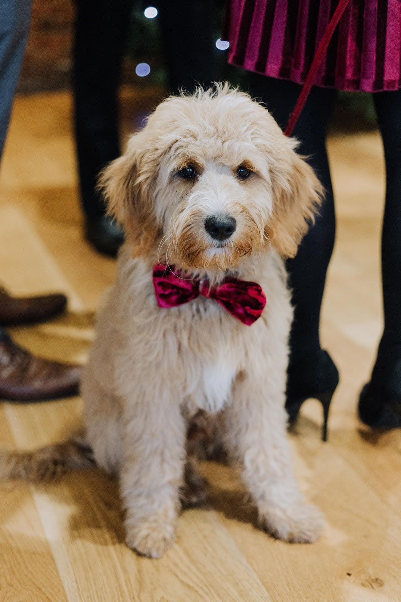 Dog-Friendly-Wedding-Venue