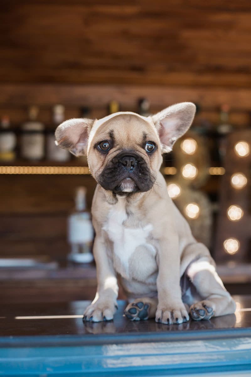 Dog-Friendly-Wedding-Venues