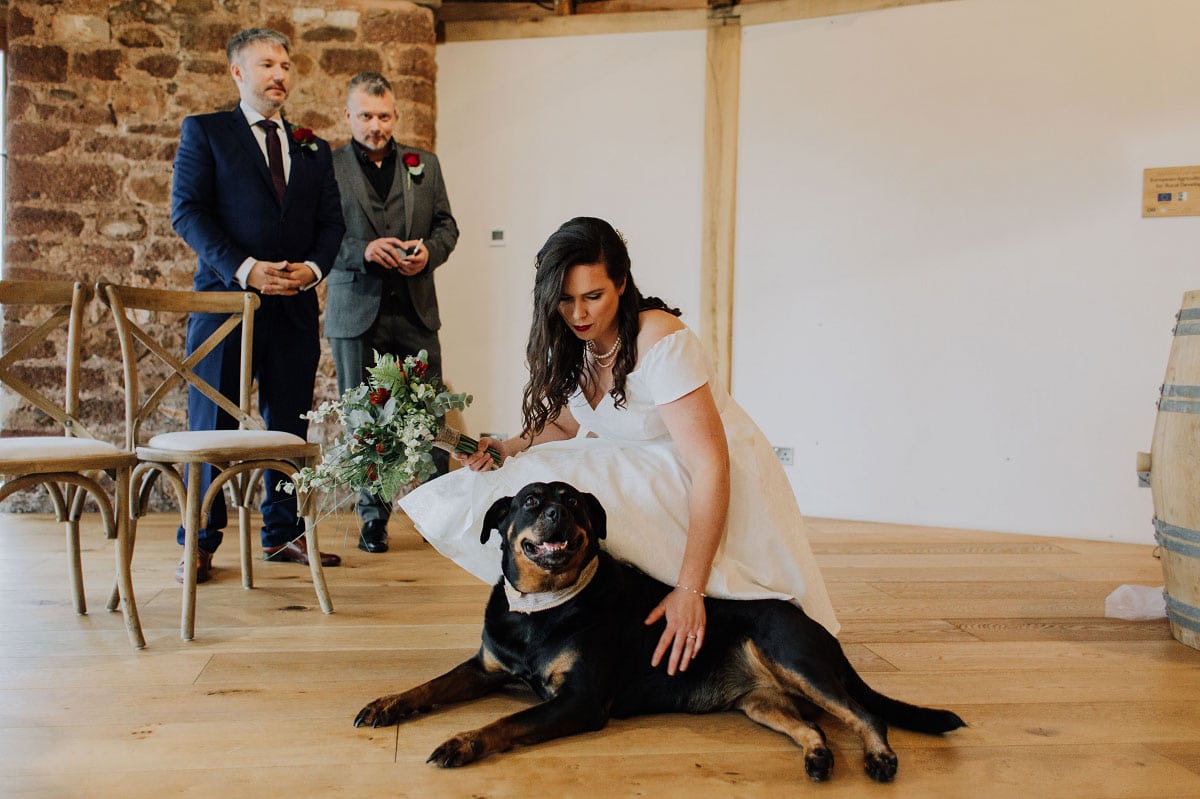 Dogs-at-Weddings