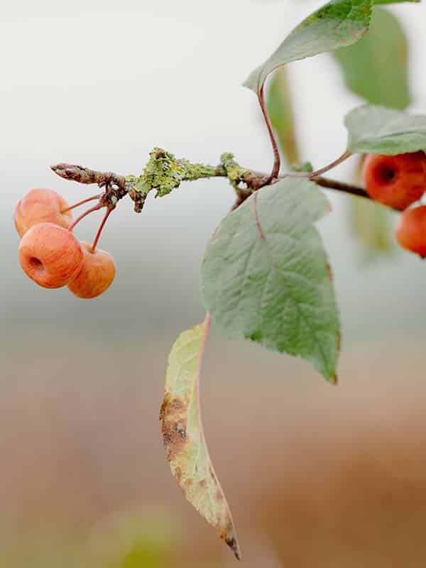 Rural Winter Wedding Vineyard Venue